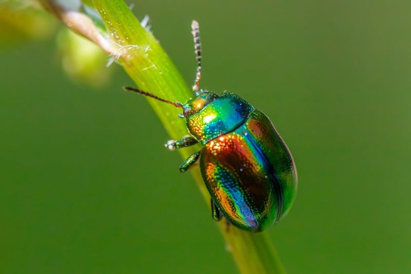 Pest control methods