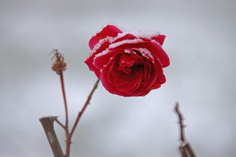 Flowering Trellis