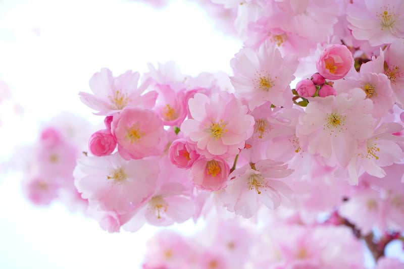 Spring Blooms