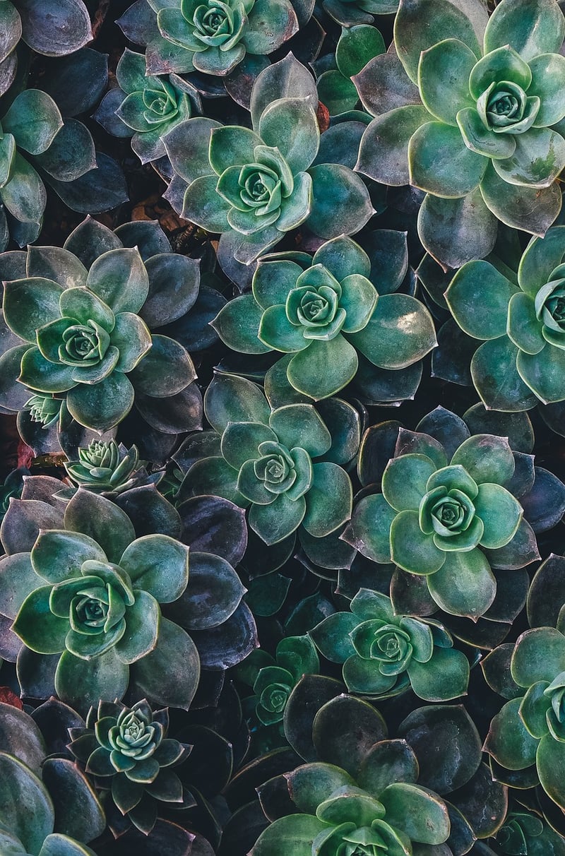 Succulent Wall